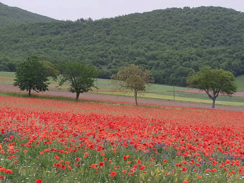vista azienda agricola