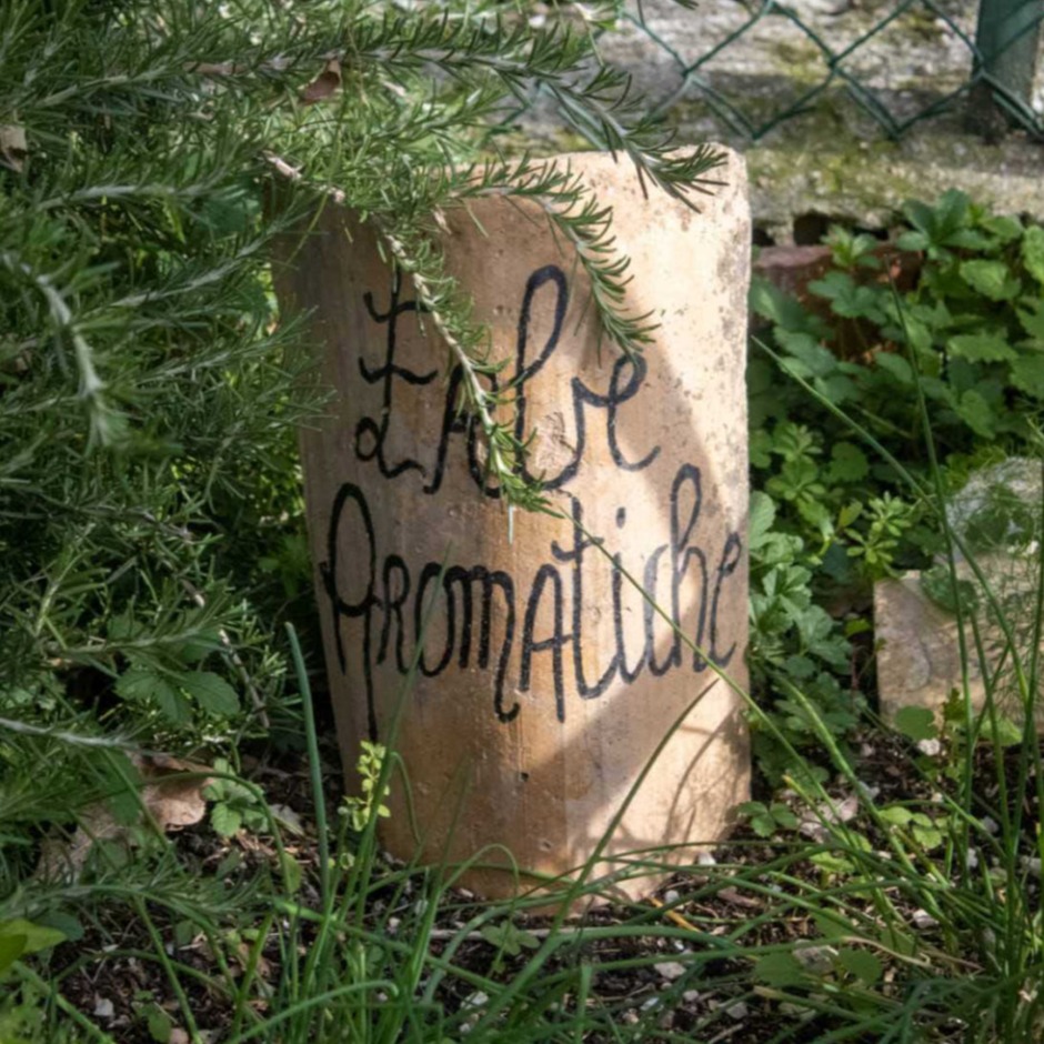 erbe aromatiche