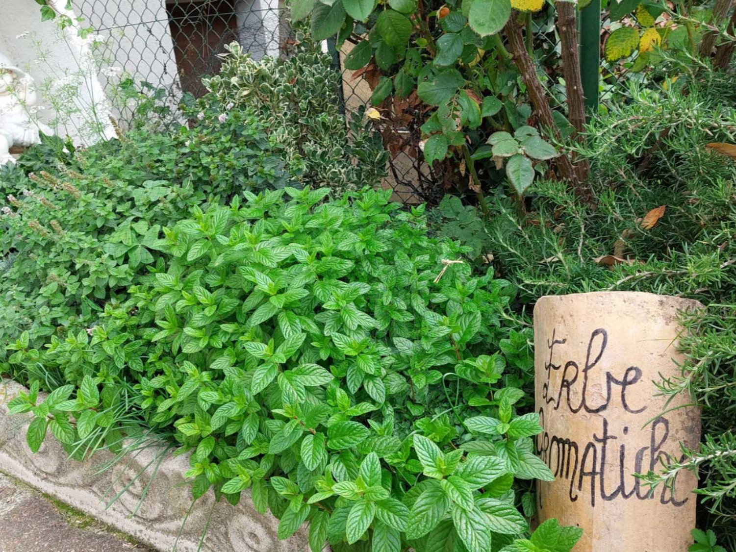 erbe aromatiche giardino