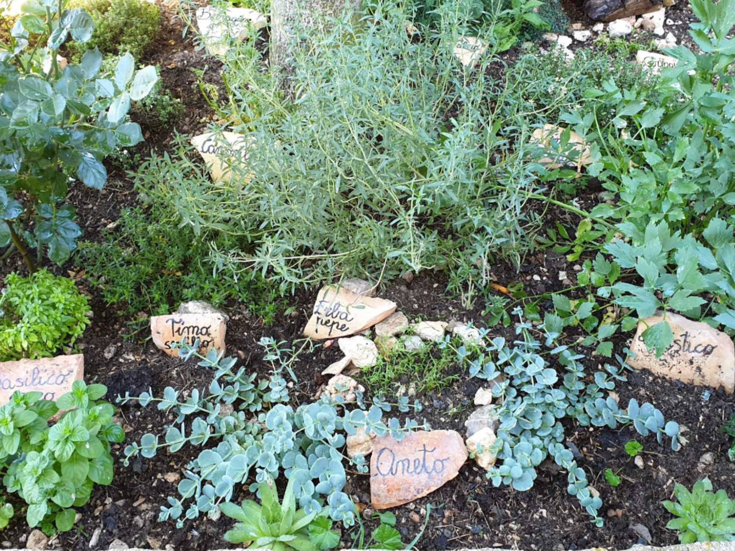 erbe aromatiche giardino