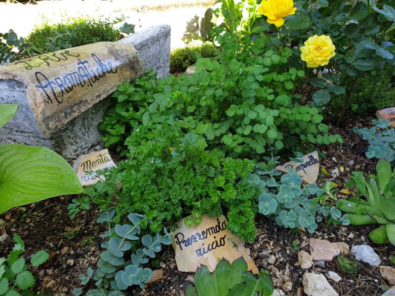 le erbe aromatica in agriturismo a norcia