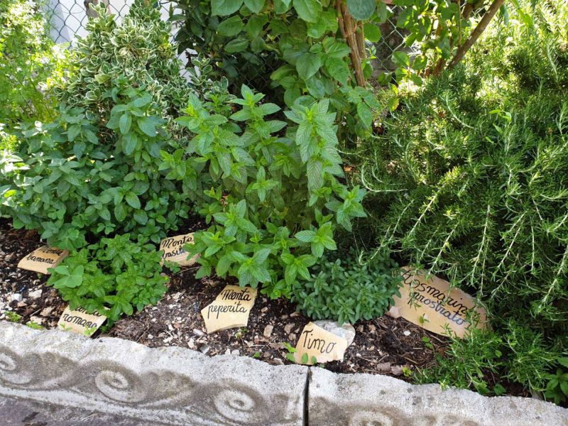erbe aromatiche