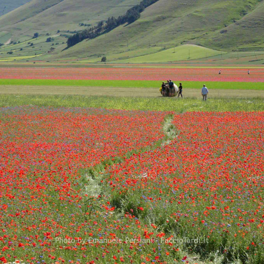 passeggiata sul piangrande con fioritura e sentiero creato dalle persone che passeggiano