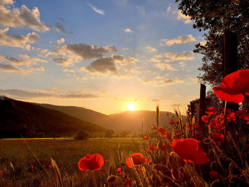 tramonto con papaveri