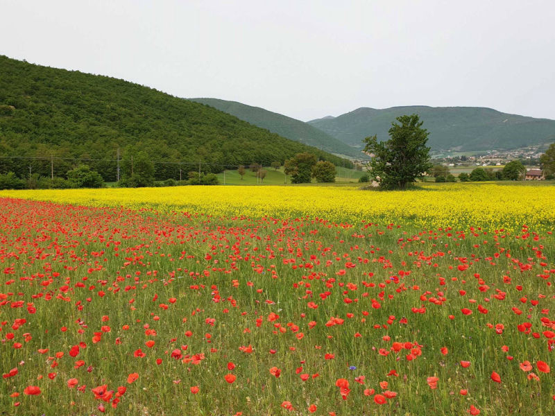 vista azienda agricola